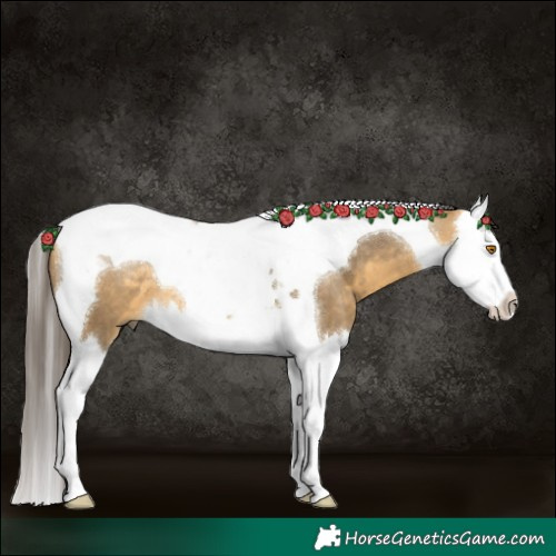 Horse Color:Buckskin Dun Splash Tobiano 