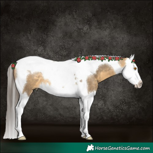 Horse Color:Buckskin Dun Splash Tobiano