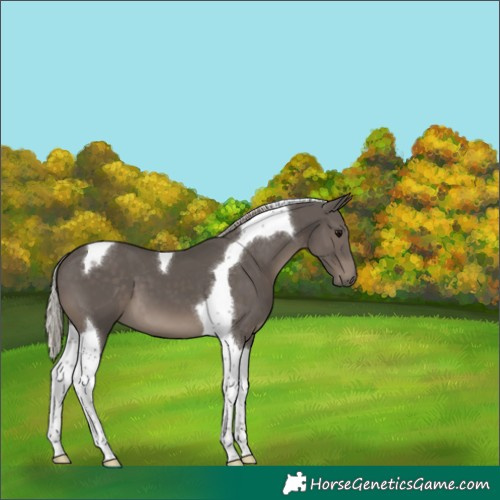 Horse Color:Silver Black Tobiano 