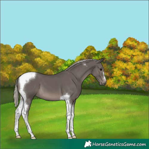 Horse Color:Silver Black Tobiano 