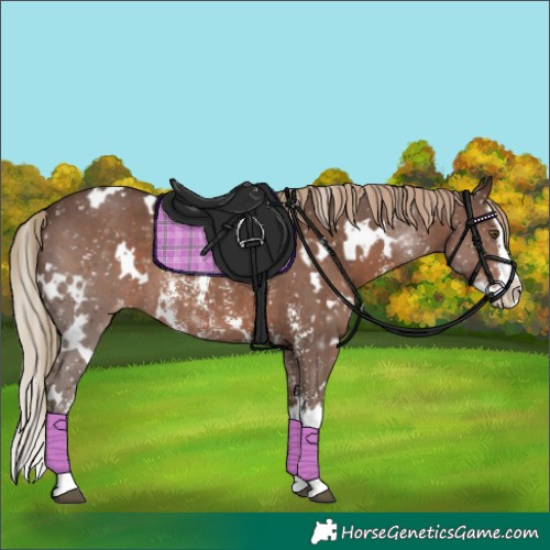 Horse Color:White Spotted Liver Chestnut Sabino Splash Appaloosa