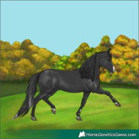 Horse Color:Black Splash 