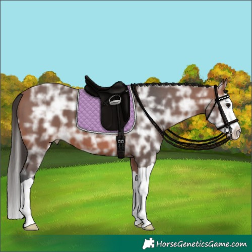 Horse Color:Bay Ice Splash