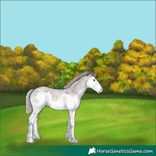 Horse Color:Silver Blue Roan Splash Varnish Rabicano 