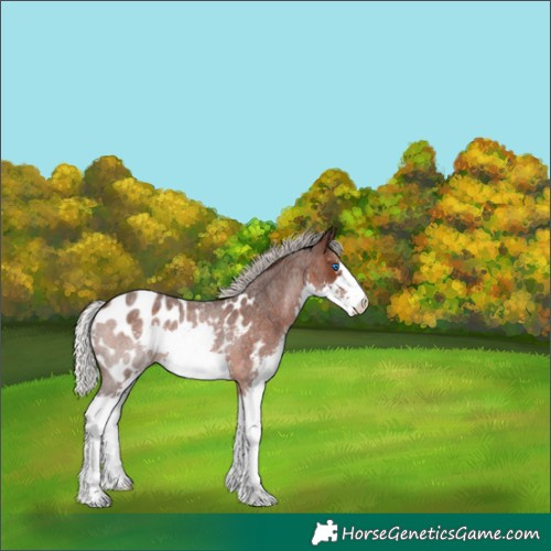 Horse Color:Silver Brown Roan Splash Blanket Rabicano 