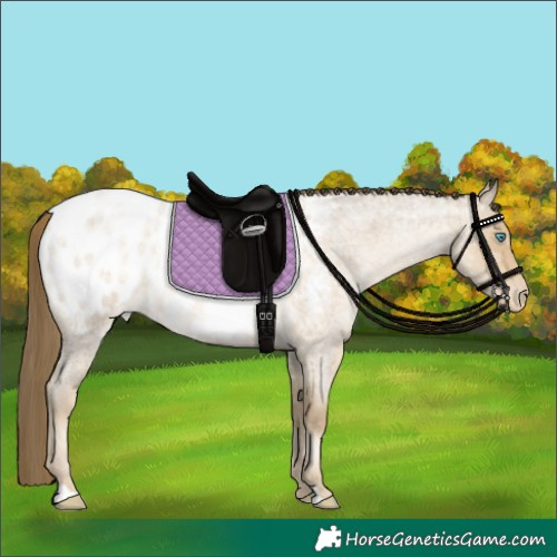 Horse Color:Buckskin Ice Roan Pearl Appaloosa