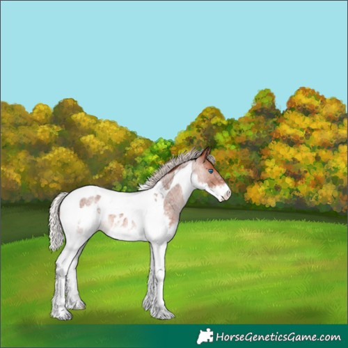 Horse Color:Silver Bay Roan Splash Tobiano Blanket 