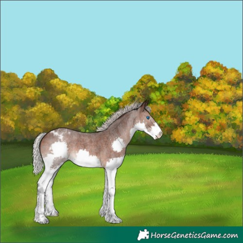 Horse Color:Silver Bay Roan Splash Varnish 