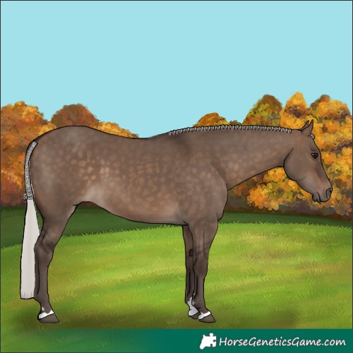 Horse Color:Silver Brown Dun 