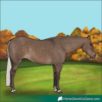 Horse Color:Silver Brown Dun