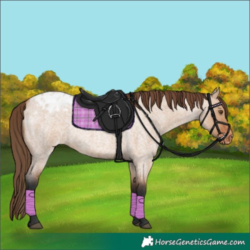 Horse Color:Bay Roan Dun Appaloosa