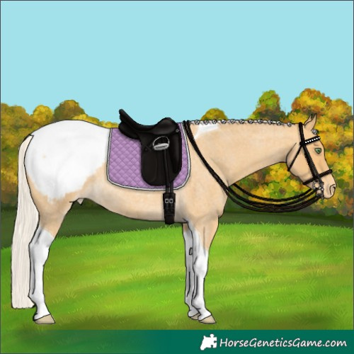 Horse Color:Silver Sable Cream Champagne Roan Tobiano Appaloosa Rabicano