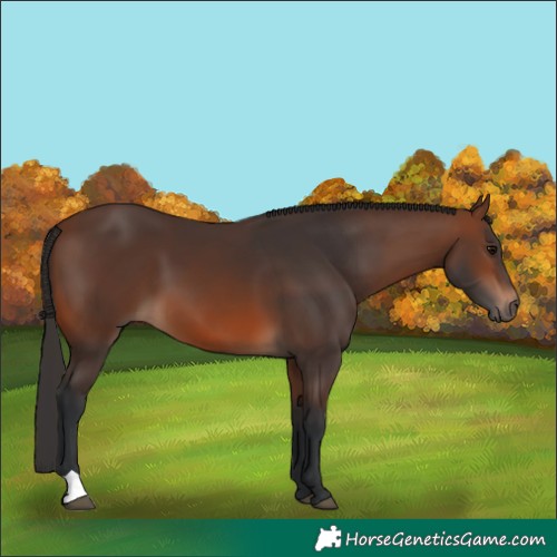 Horse Color:Brown 