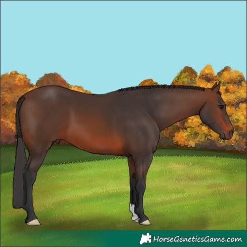 Horse Color:Brown 