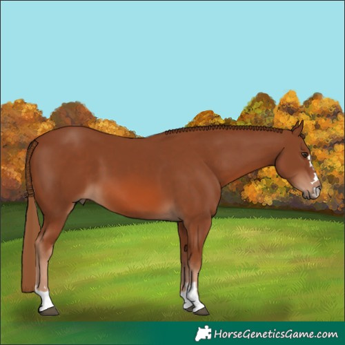Horse Color:Chestnut 