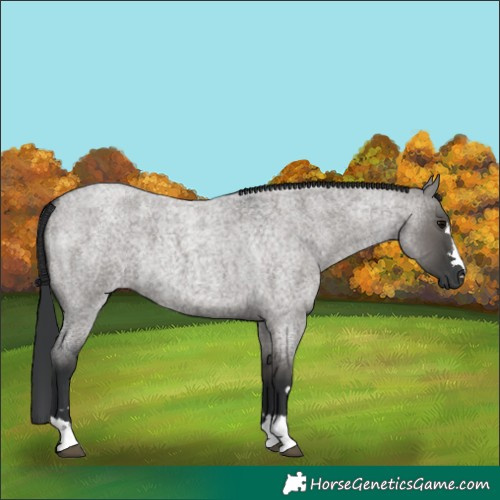 Horse Color:Grullo Roan 