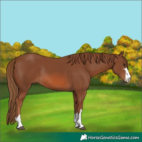 Horse Color:Chestnut Rabicano 