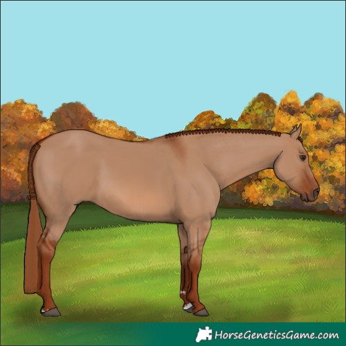 Horse Color:Red Dun 