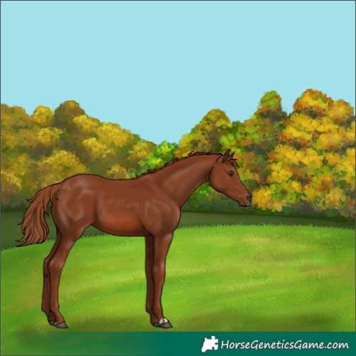 Horse Color:Chestnut 