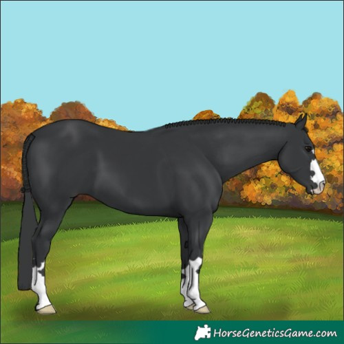 Horse Color:Black 