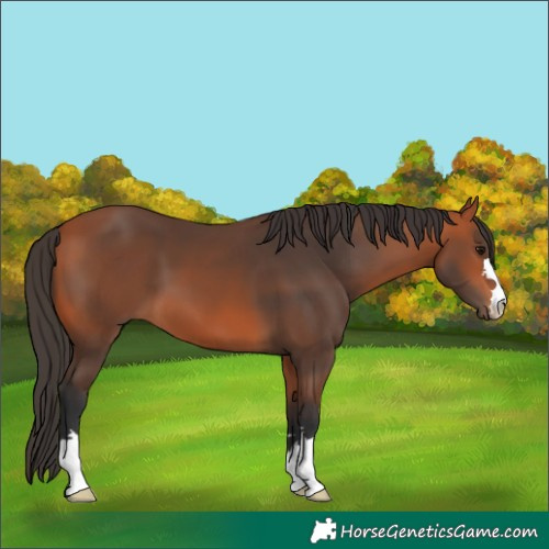 Horse Color:Bay 