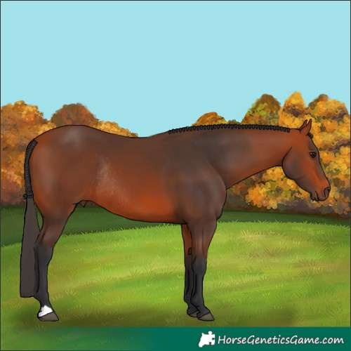 Horse Color:Bay Rabicano 