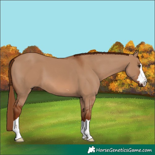 Horse Color:Red Dun 