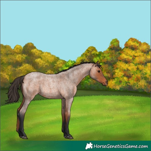 Horse Color:Bay Roan Rabicano 