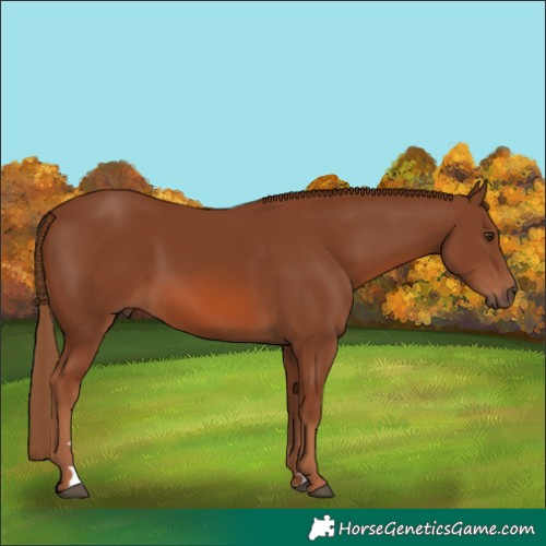 Horse Color:Chestnut 