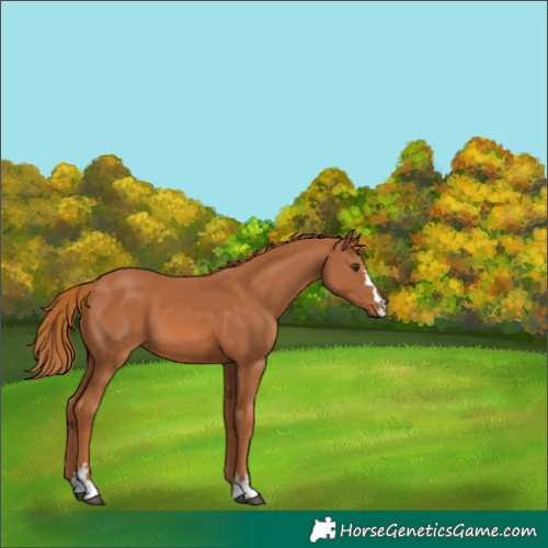 Horse Color:Chestnut 
