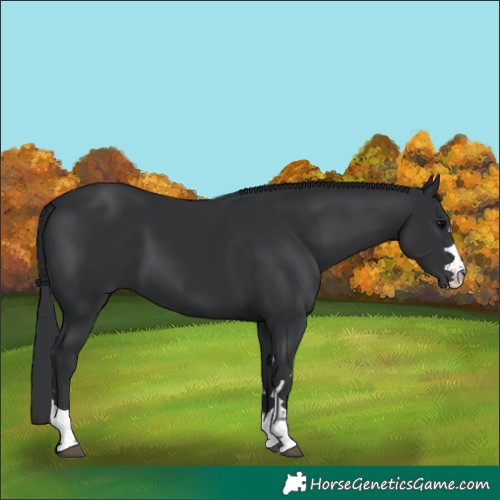 Horse Color:Black 
