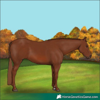 Horse Color:Chestnut Rabicano 