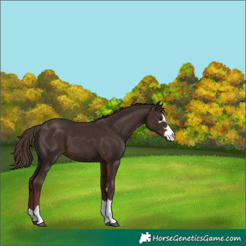 Horse Color:Liver Chestnut 