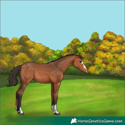 Horse Color:Bay Rabicano 