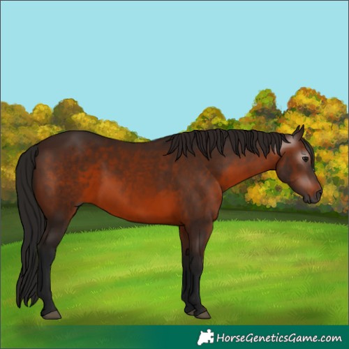 Horse Color:Gray Bay 