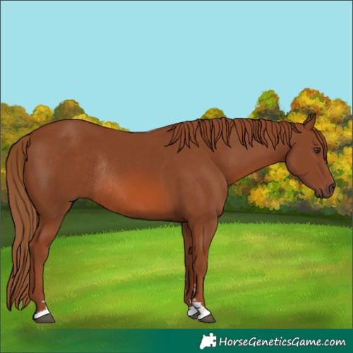 Horse Color:Chestnut Rabicano 