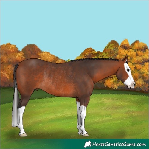Horse Color:Bay Splash Rabicano 
