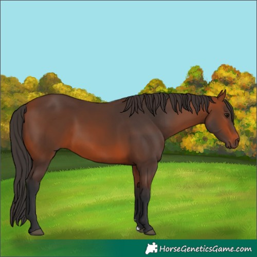 Horse Color:Bay Rabicano 