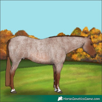 Horse Color:Red Roan