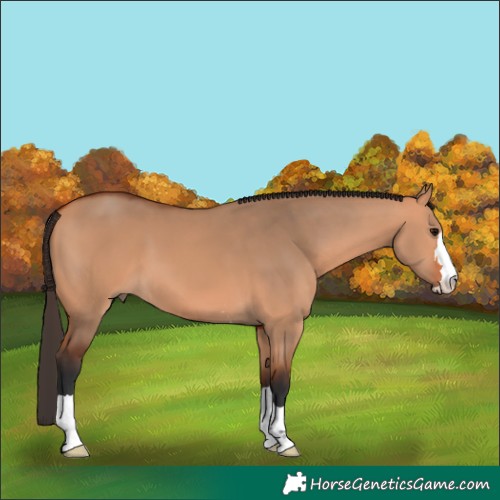 Horse Color:Bay Dun 