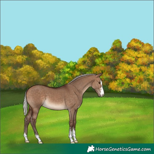 Horse Color:Silver Bay Dun 