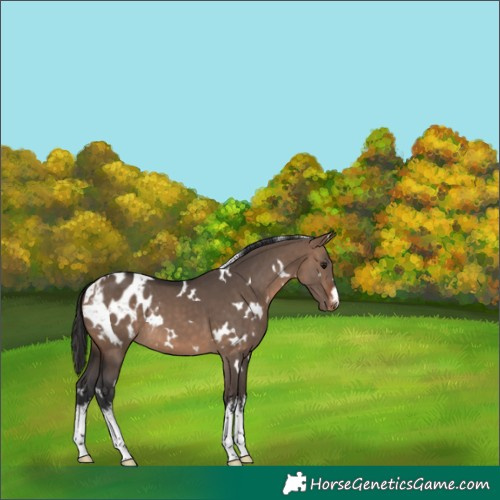 Horse Color:White Spotted Brown Dun Blanket 