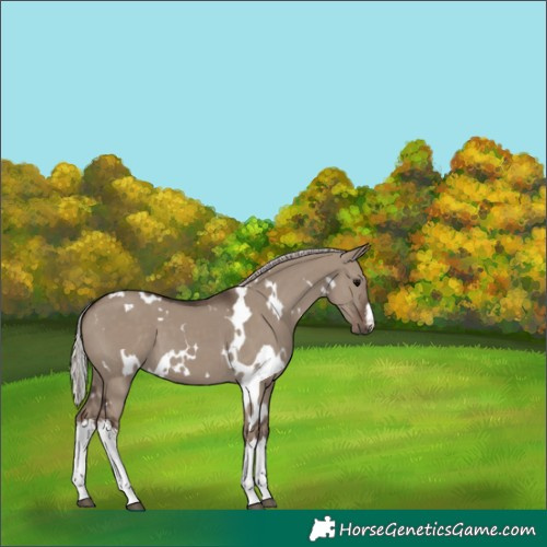 Horse Color:White Spotted Silver Grullo 