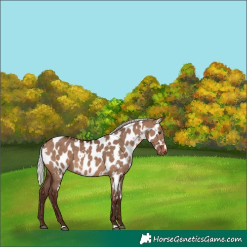 Horse Color:White Spotted Silver Bay Dun Appaloosa 