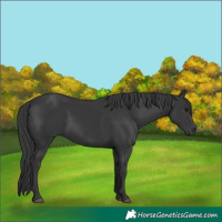 Horse Color:Black 