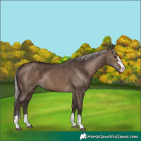 Horse Color:Silver Brown Dun