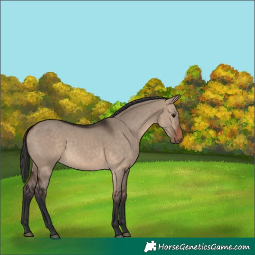 Horse Color:White Spotted Brown Dun 