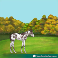 Horse Color:Platinum White Spotted Chocolate Brown