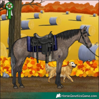 Horse Color:Brown Dun 