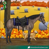 Horse Color:Brown Dun 